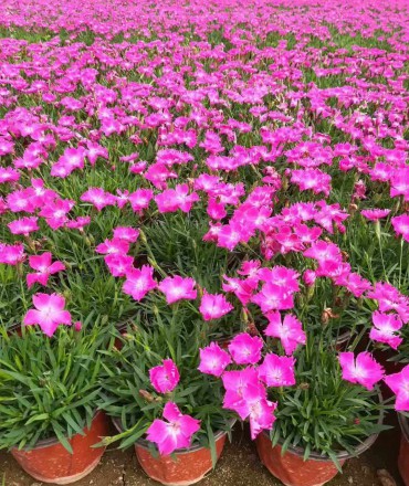 歐石竹扦插繁殖的方法是什么？